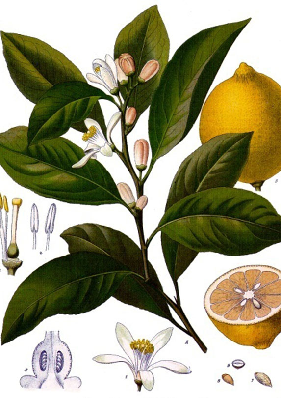 Lemons and lemon plant