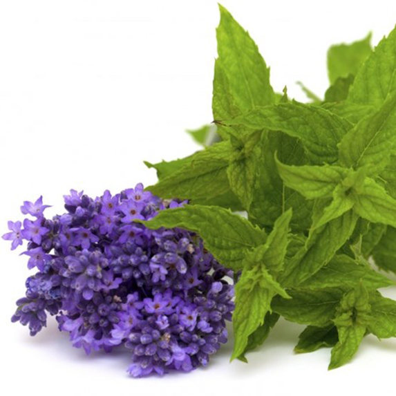 Bunches of lavender and mint