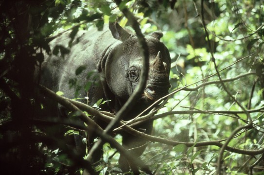 The Javan Rhino