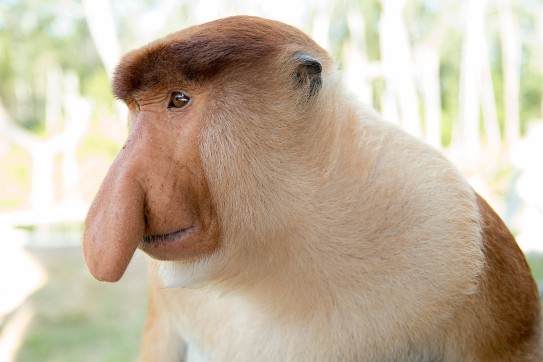 The Proboscis Monkey