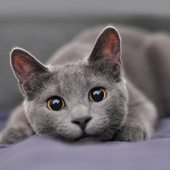 russian blue hypoallergenic cats