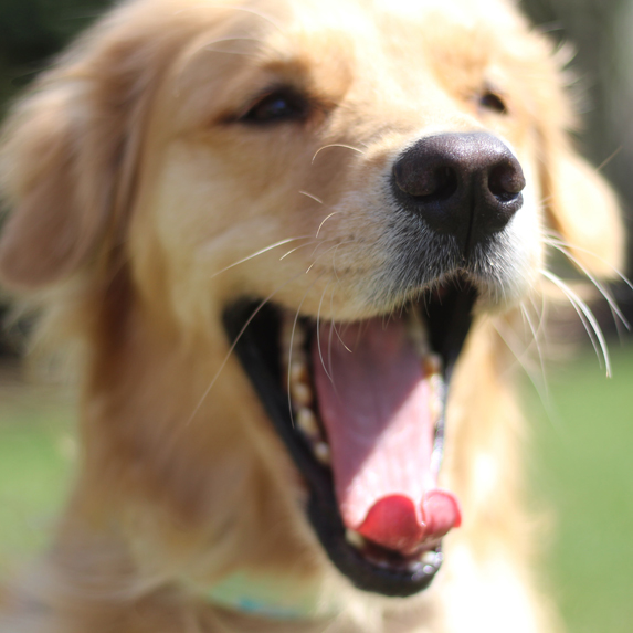 Golden retriever with tongue out