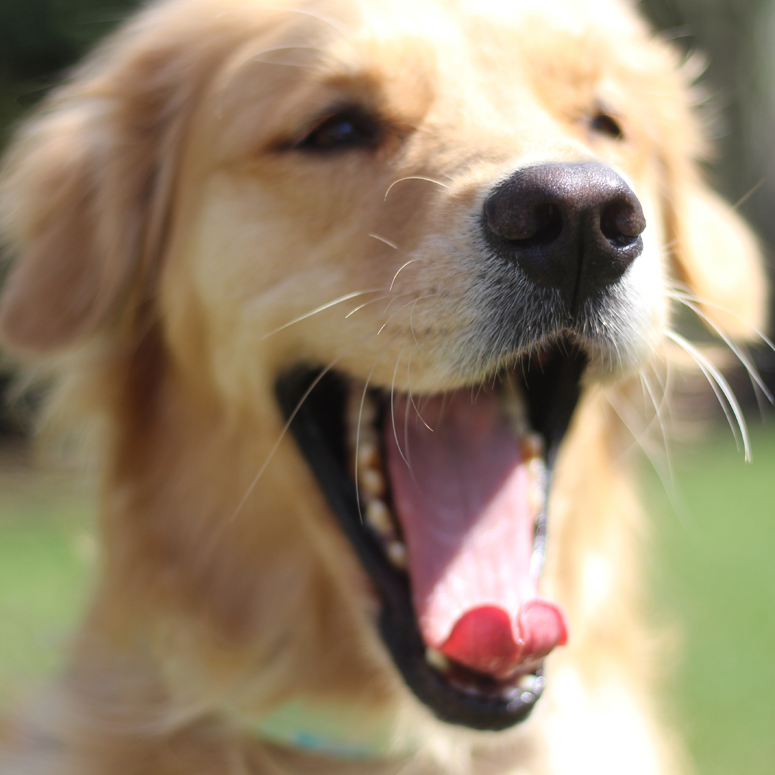 Golden Retriever dog looking happy with tongue out