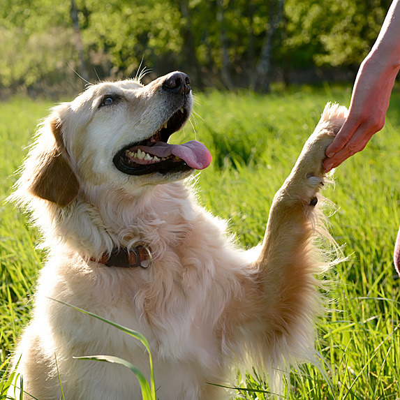 Golden retriever putting paw in woman's hand