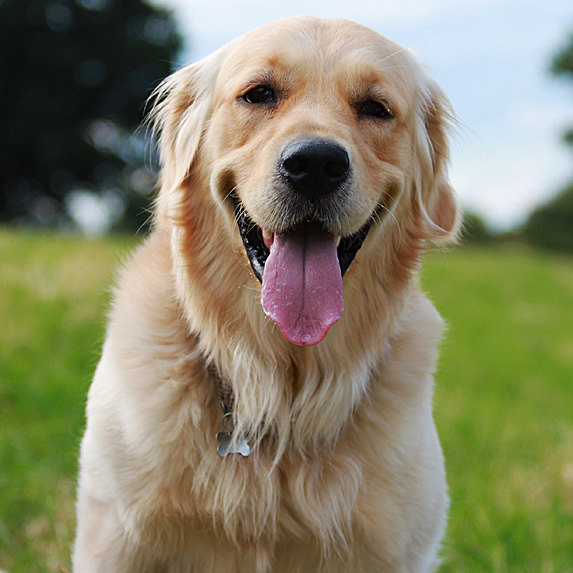 Close-up of golden retriever's face, tongue wagging happily
