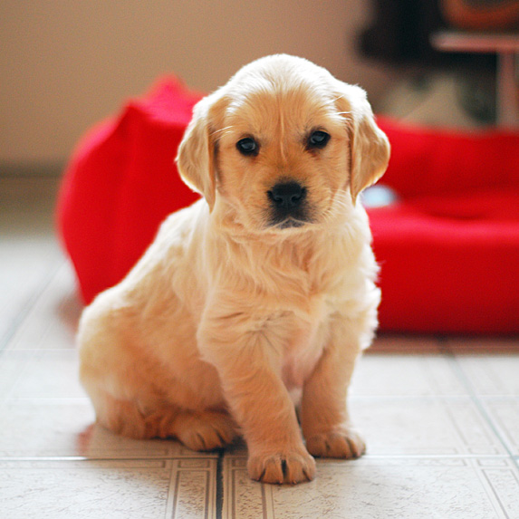 Golden retriever puppy sitting with dog bed in background