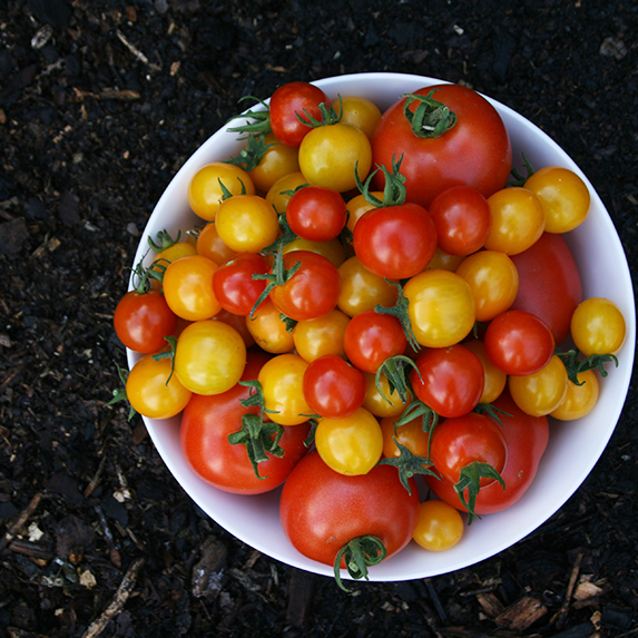 a bowl of multi-coloured cherry tomatoes