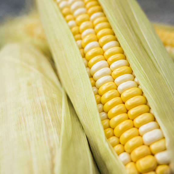 a closeup of half-shucked corn on the cob