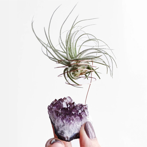 A crystal air plant holder from Pine Flora