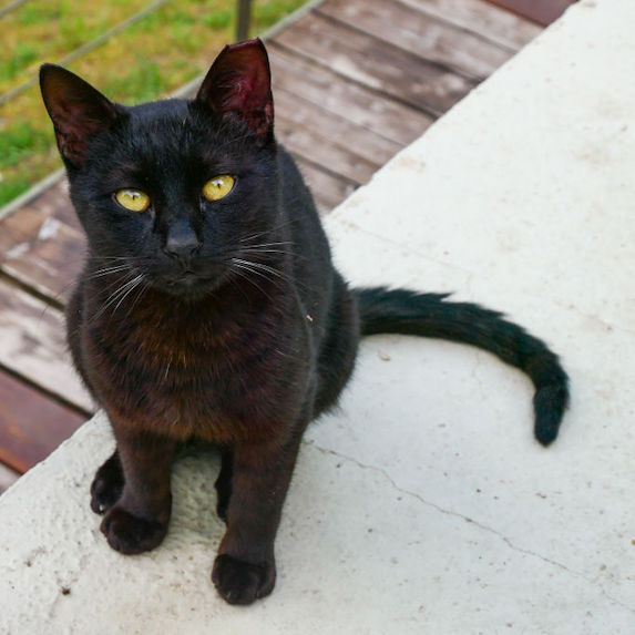A black cat.
