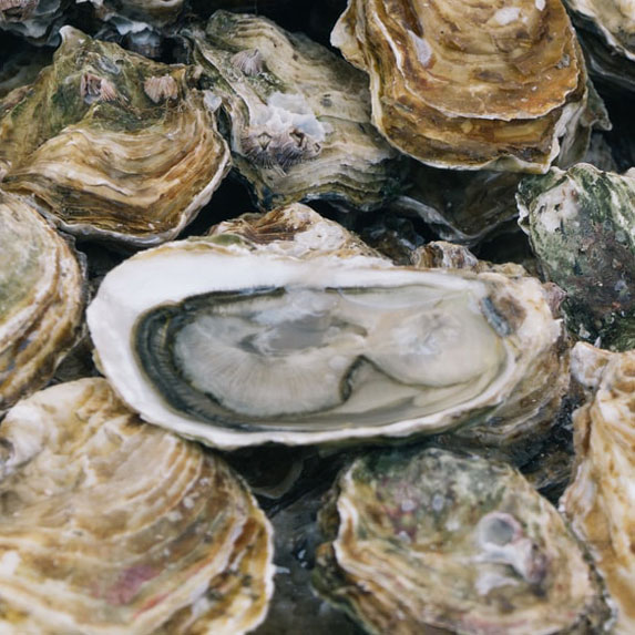 Oysters in their shells