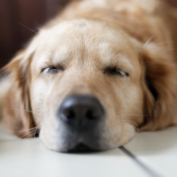 Cute golden retriever snoozing