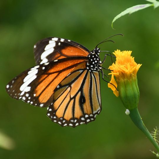 Monarch Butterflies May be Endangered - Slice