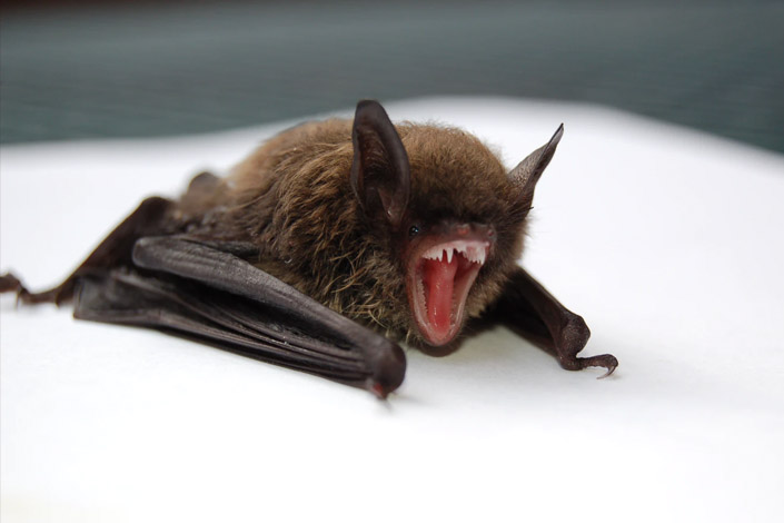 Bat resting on a table with mouth open