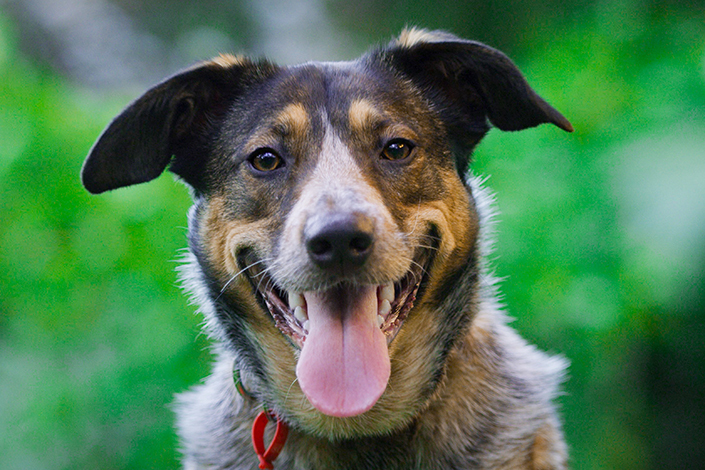 lack and brown short coat dog smiling