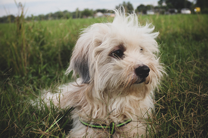 small white dog sitting in long grass