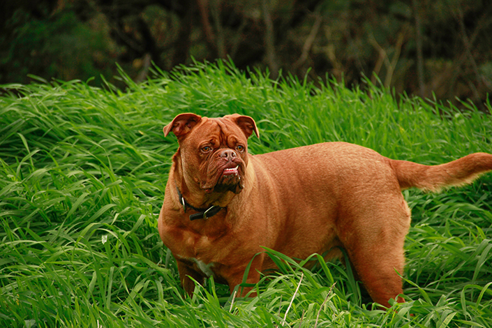brown short coated dog in grass
