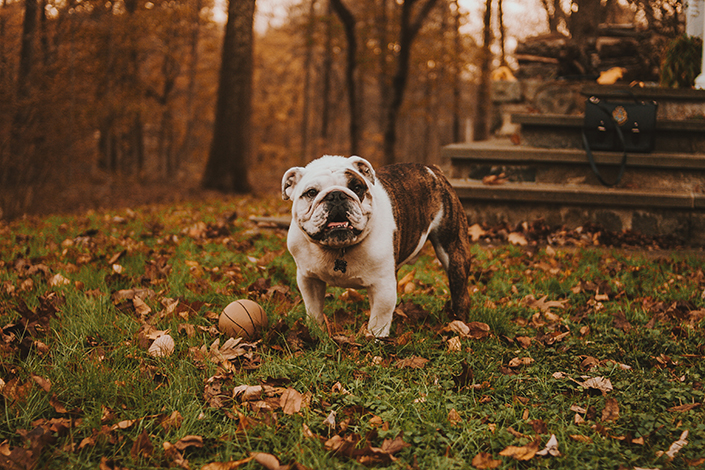 english bulldog in grass with leaves