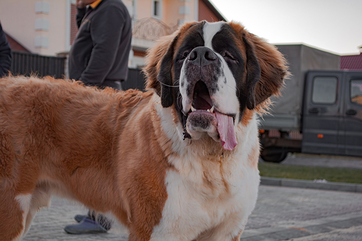 st bernard dog with tongue out