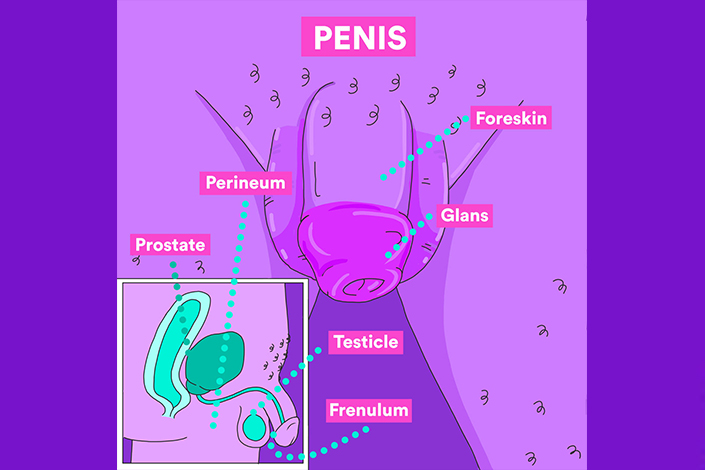 Illustration of a penis