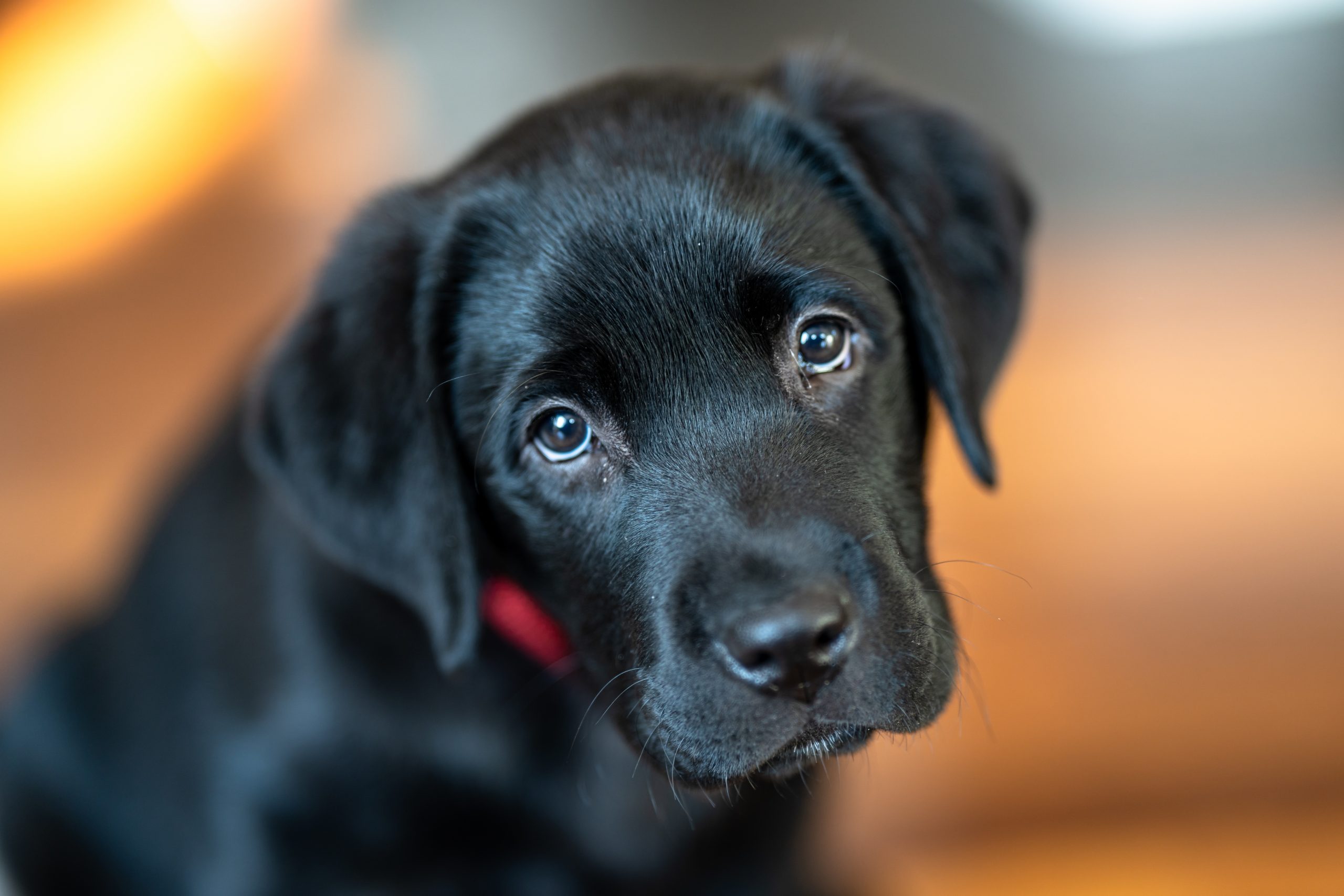 Labrador Retreiver Puppy
