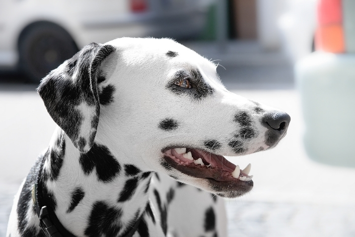 Dalmatian dog smiling 