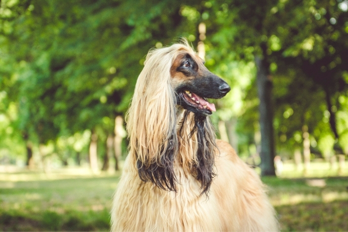 Side profile shot of an Afghan Hound in the park 