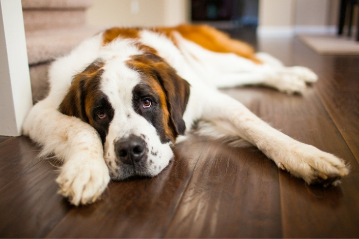 St. Bernard dog lying on the hardwood floors at home