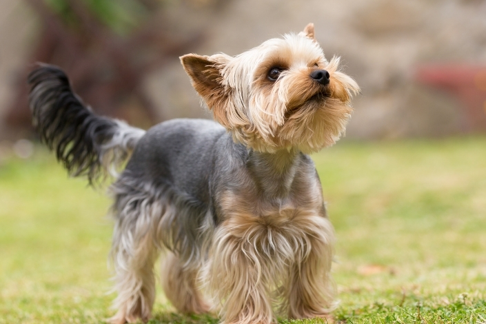 Yorkshire terrier in the grass looking up towards the sky 