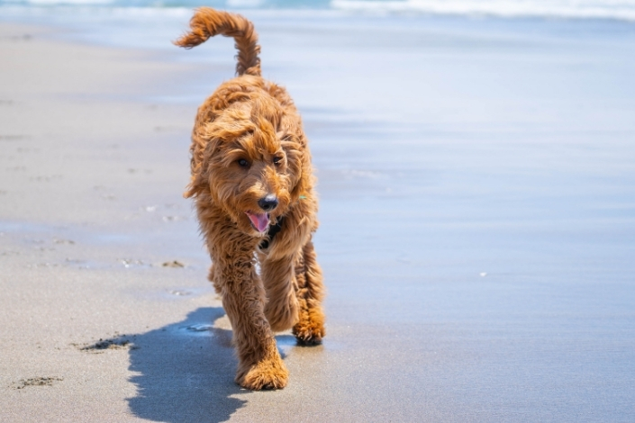 Goldendoodle running on the beach