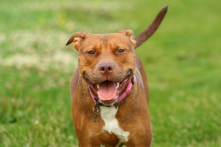 Worst Dog Breeds: Pit bull smiling in grass