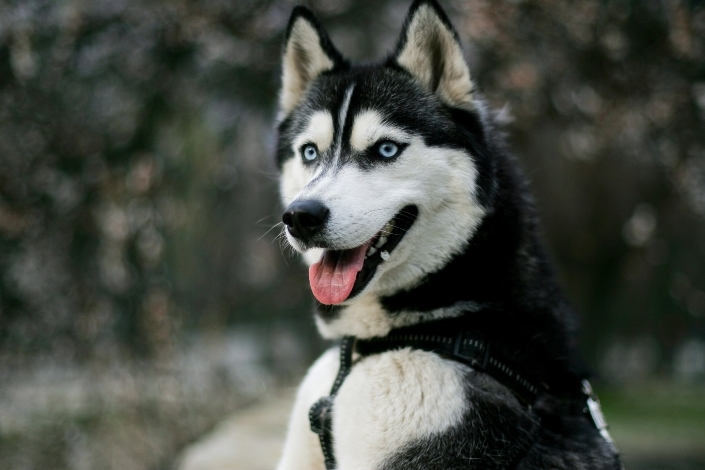 Husky with blue eyes smiling outdoors 
