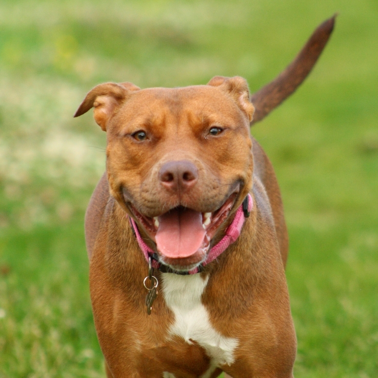Pit bull smiling in the grass