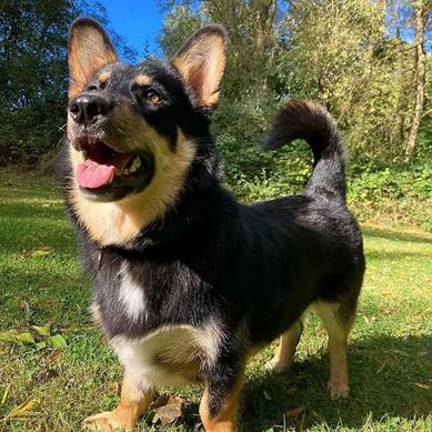 45 Cute Mixed Breed Dogs You Need to Know About - Slice