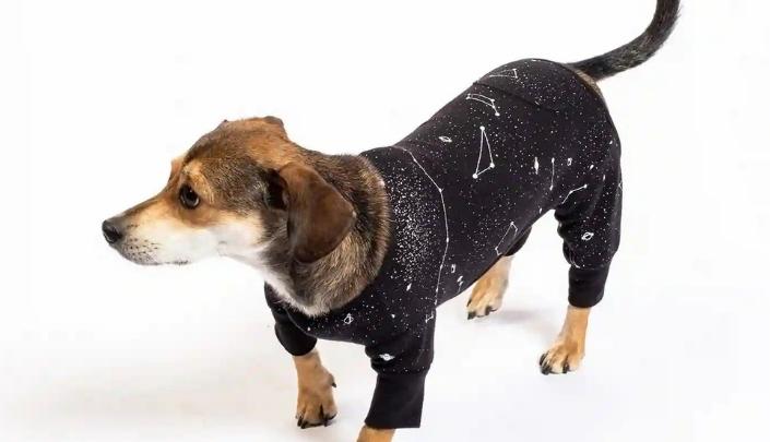 A brown medium dog wearing a black onesie with constellations 