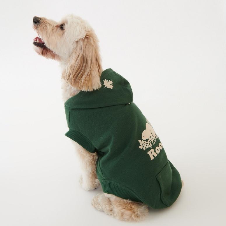A white doodle wearing a green Roots sweater