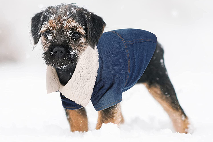 A small black-and-brown dog wearing a denim jacket while playing in the snow.