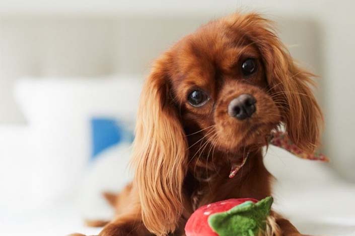 Cavalier King Charles Spaniel holding toy