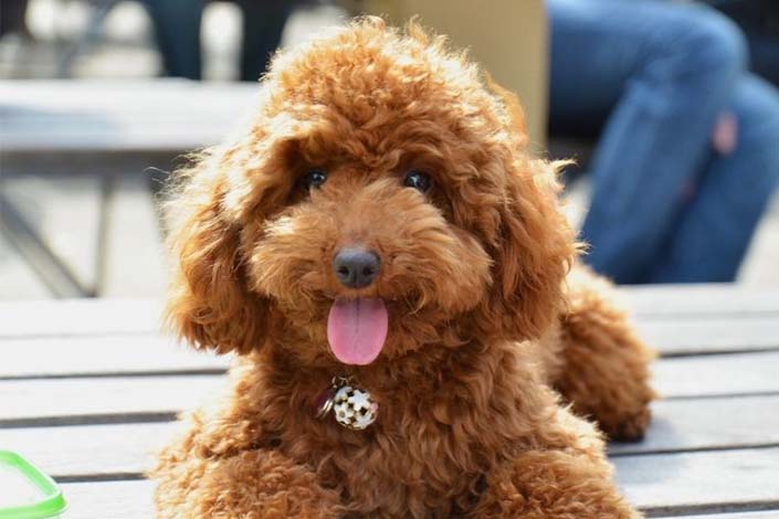 brown toy poodle with pink tongue