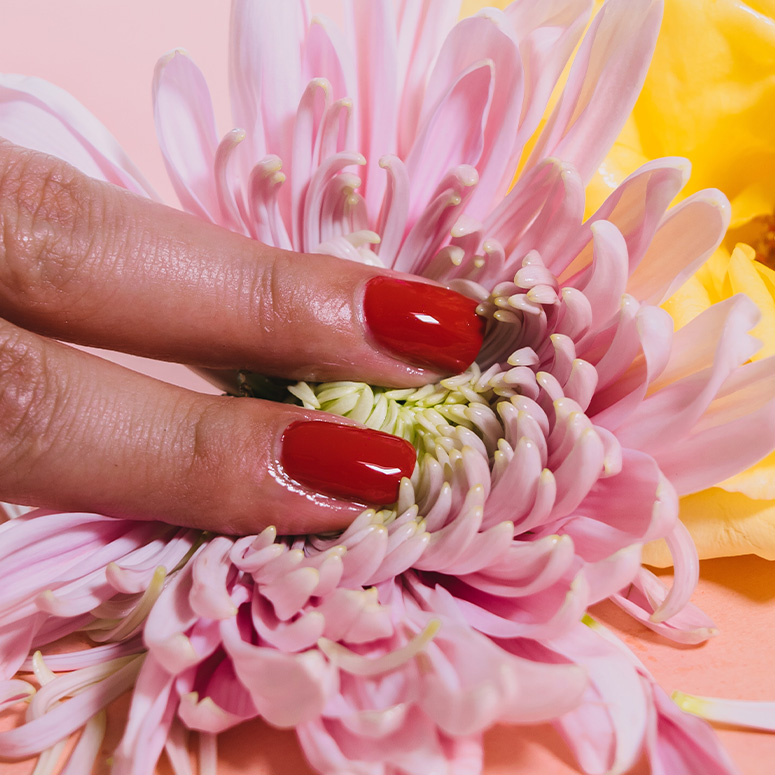 Woman's fingers with red nails touching a pink flower