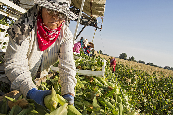 Hispanic man working on a farm harvesting corn wearing a hat, sunglasses and latex gloves.