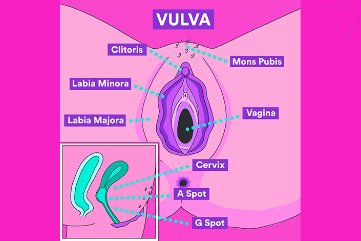 Illustration of vulva