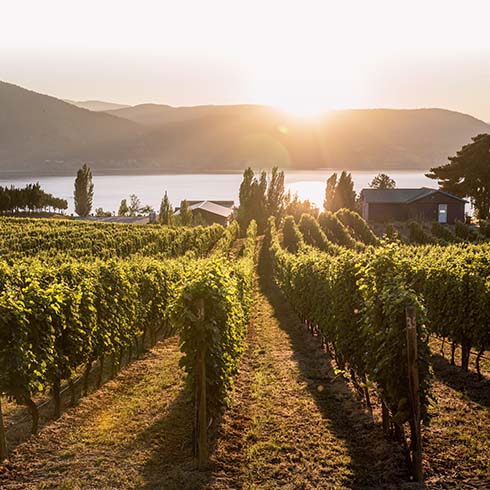 Okanagan Valley, vineyards at sunset before harvesting. British Columbia, Canada