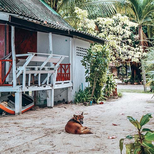 Dog laying on beach outside small building