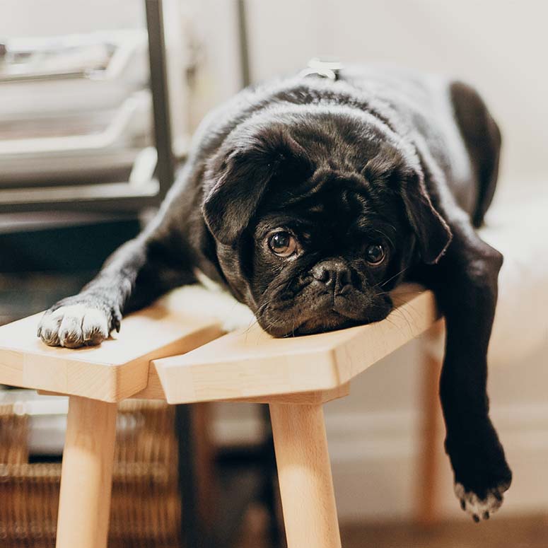 A black pug relaxing on a bench at home