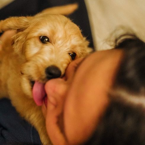 A Goldendoodle puppy licking her owner