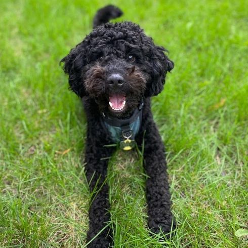 A little black dog smiling at the camera laying on the grass