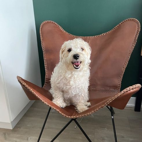 A small brown dog smiling on a brown leather chair