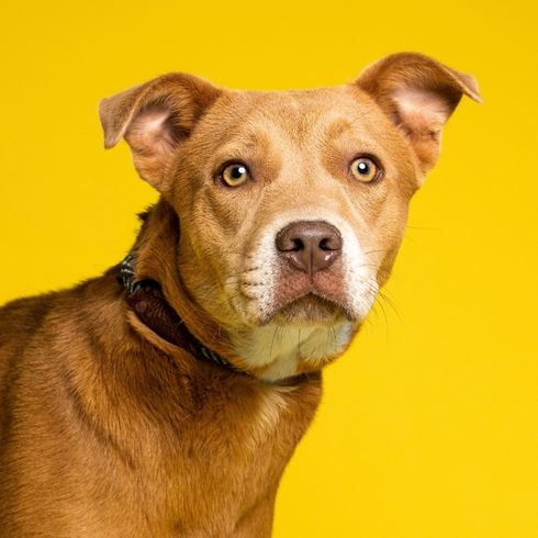 A brown dog with golden eyes in front of a yellow background