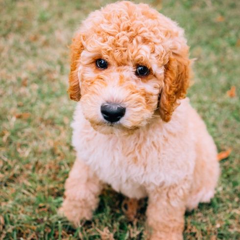 A golden doodle puppy sitting on the grass